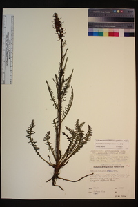 Pedicularis groenlandica image